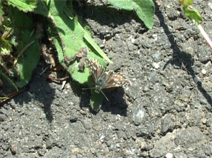 Kleiner Würfel-Dickkopffalter ( Pyrgus malvae ) : Nettersheim/Urfttal, Eifel, 18.06.2006